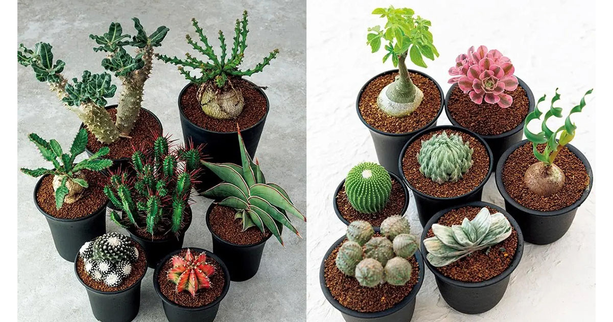 ズボラさんでも大丈夫！水やり頻度が少なめでも育つおすすめ多肉植物