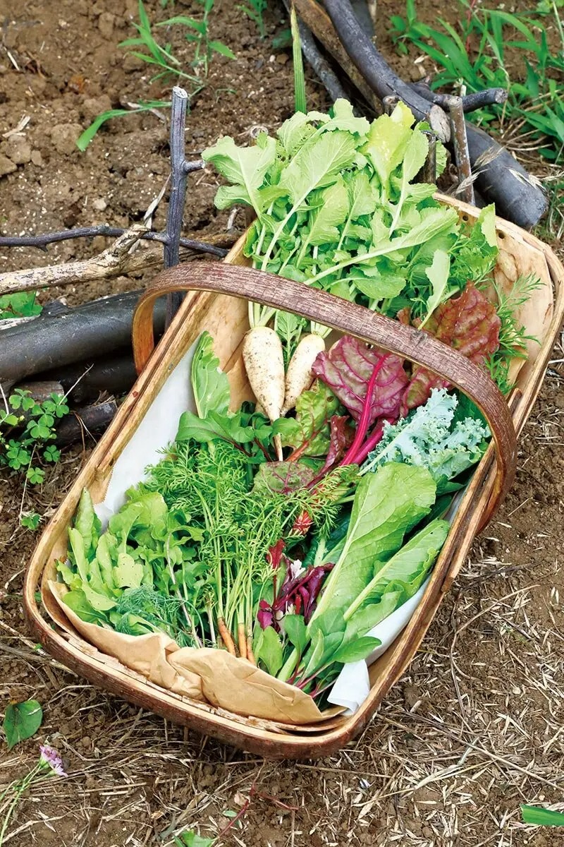 できるかな 1〜5巻セット NHK NHKできるかな: 作ってあそぼう造形活動アイデア集 | 枝常弘と7人の