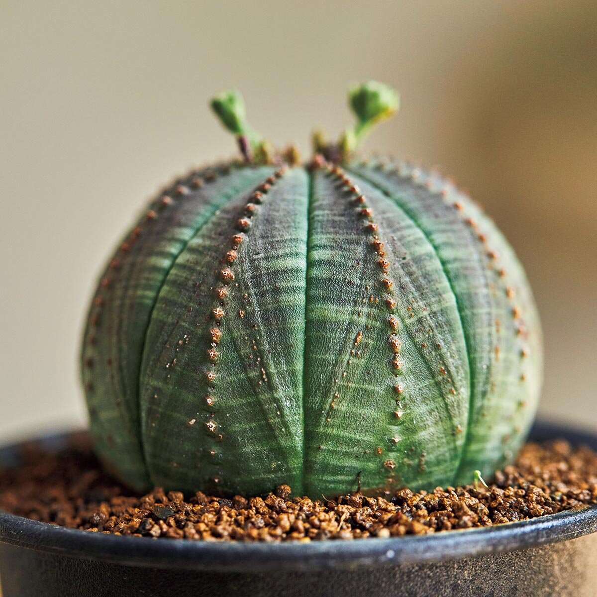 12か月栽培ナビ 多肉植物』著者・長田研さんに聞く 多肉植物の魅力と