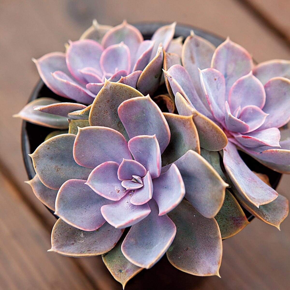 12か月栽培ナビ 多肉植物』著者・長田研さんに聞く 多肉植物の魅力と