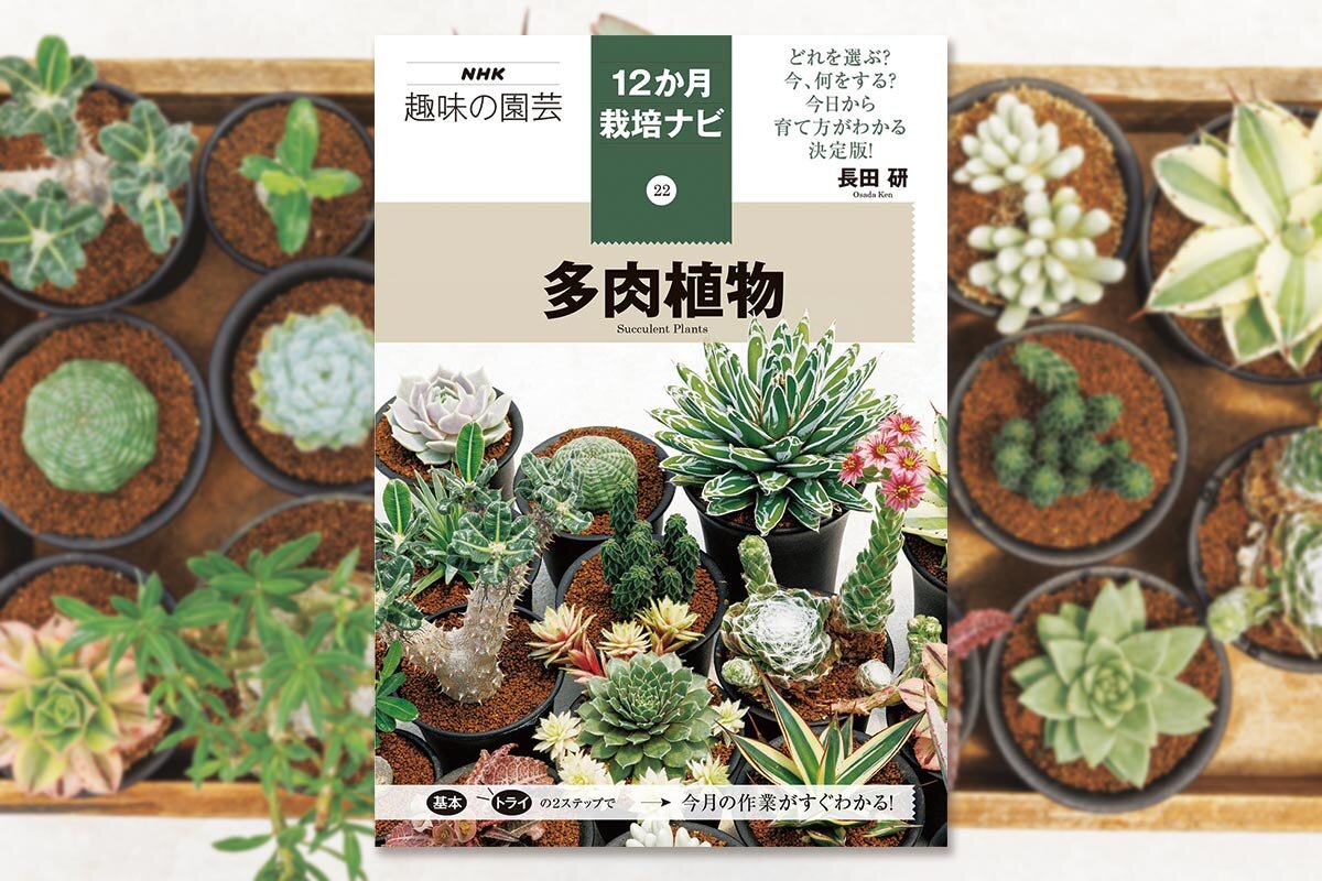 12か月栽培ナビ 多肉植物』著者・長田研さんに聞く 多肉植物の魅力と