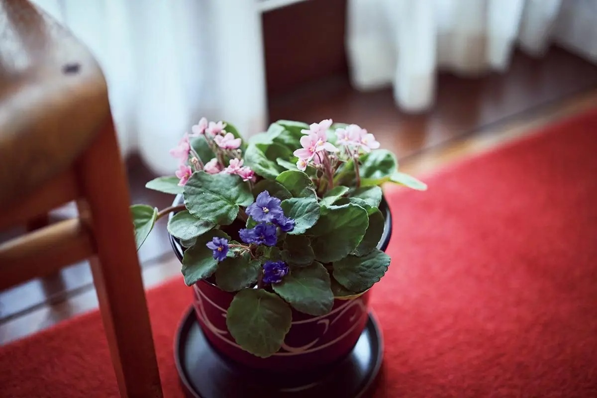 あら、懐かしい！へぇ～新鮮！〈シン・昭和レトロ園芸〉特集 金子明人