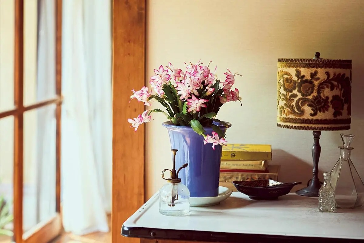 あら、懐かしい！へぇ～新鮮！〈シン・昭和レトロ園芸〉特集 金子明人