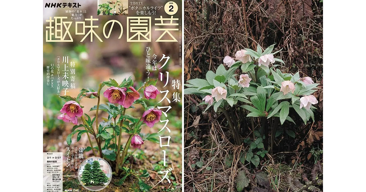 幻の花 ヘレボルス・チベタヌス〉荻巣樹徳氏に聞く、自生地での生活史 