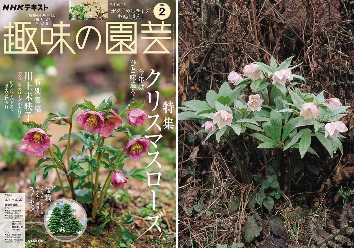 幻の花 ヘレボルス・チベタヌス〉荻巣樹徳氏に聞く、自生地での生活史