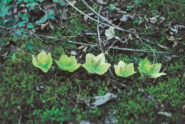 幻の花 ヘレボルス・チベタヌス〉荻巣樹徳氏に聞く、自生地での生活史