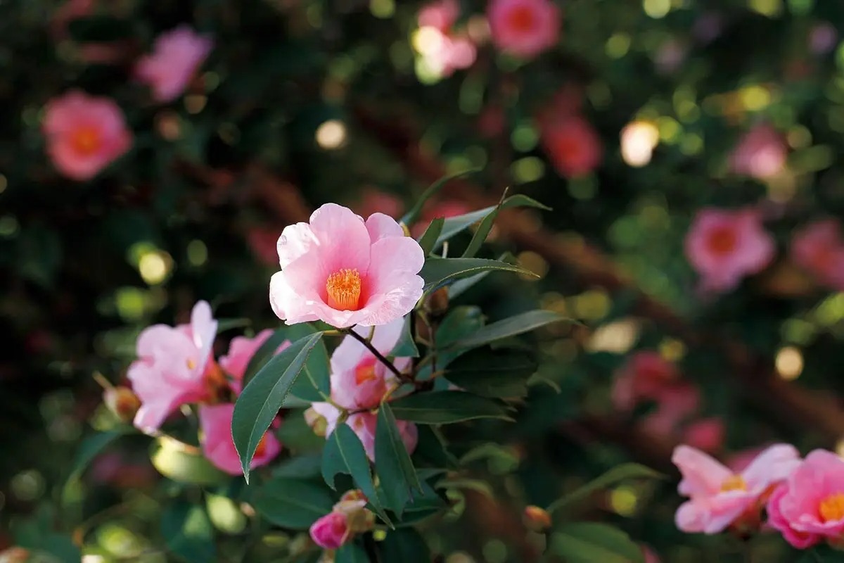 日本生まれの美しい花木──あなたは椿〈ツバキ〉の魅力を知っています