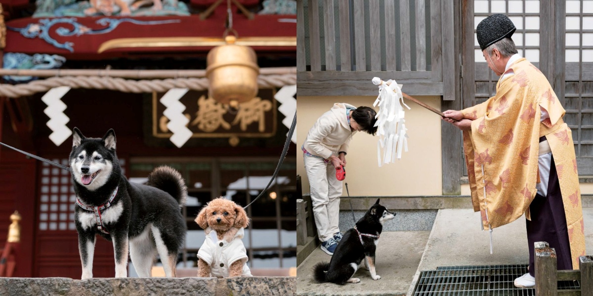 おいぬ様」に願いを託して～ 愛犬と「武蔵御嶽神社」に参拝してみた
