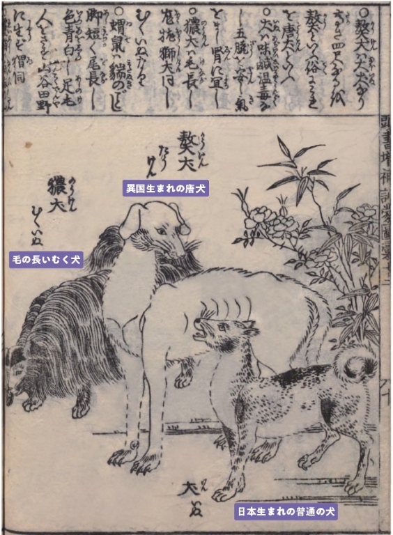 おいぬ様」に願いを託して～ 愛犬と「武蔵御嶽神社」に参拝してみた