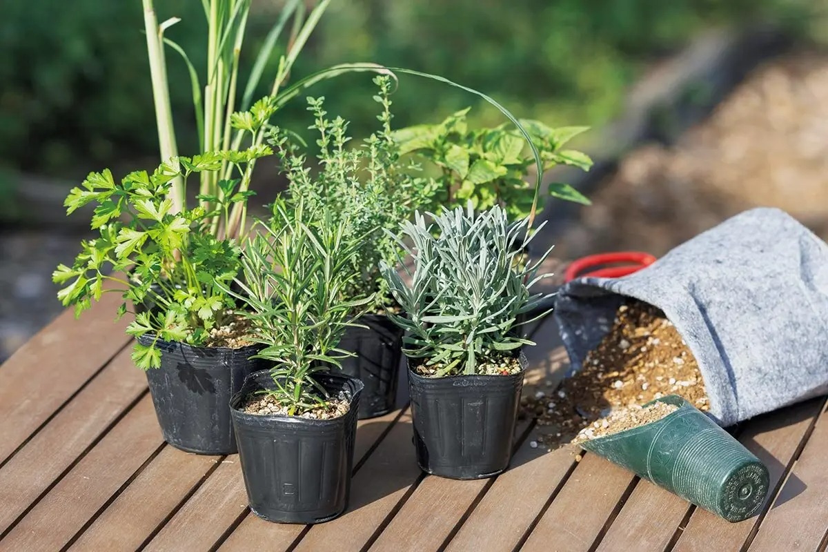 春から始めたいハーブ栽培 種類に合った植えどきと、収穫を楽しむ育て
