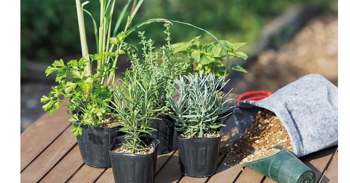 春から始めたいハーブ栽培 種類に合った植えどきと、収穫を楽しむ育て