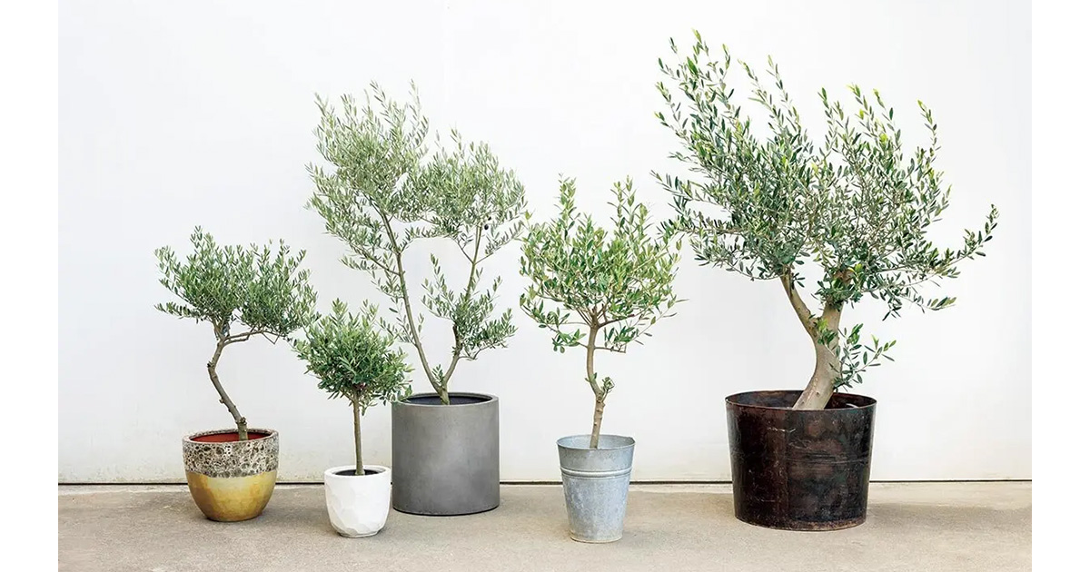 オリーブの鉢植えをおしゃれに楽しむ！印象の異なる3つのスタイル