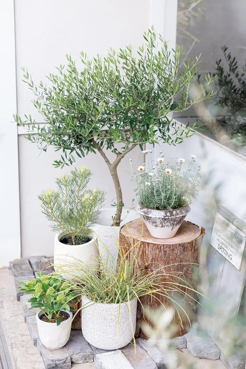 オリーブの鉢植え1本どちらでも 今年1月末に母が鉢植えのオリーブの木を買ってきて、寒くても大