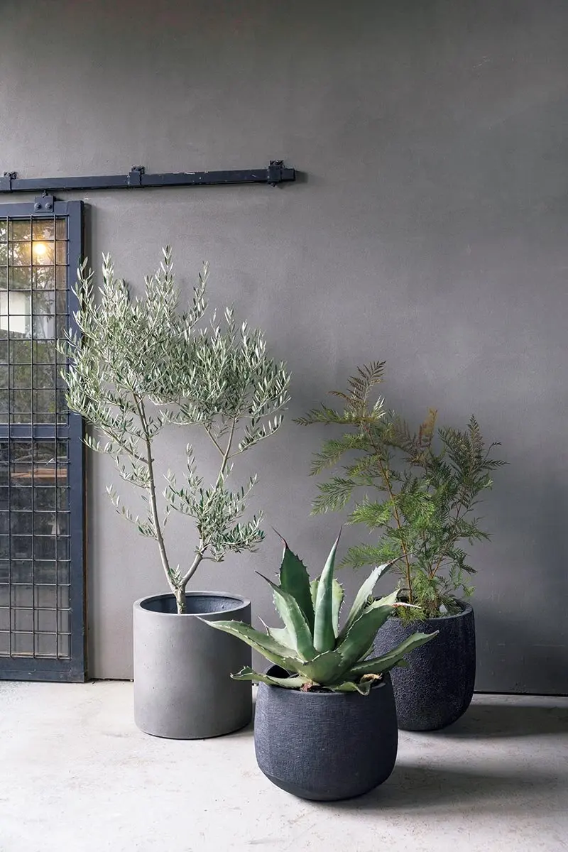 オリーブの鉢植えをおしゃれに楽しむ！印象の異なる3つのスタイル