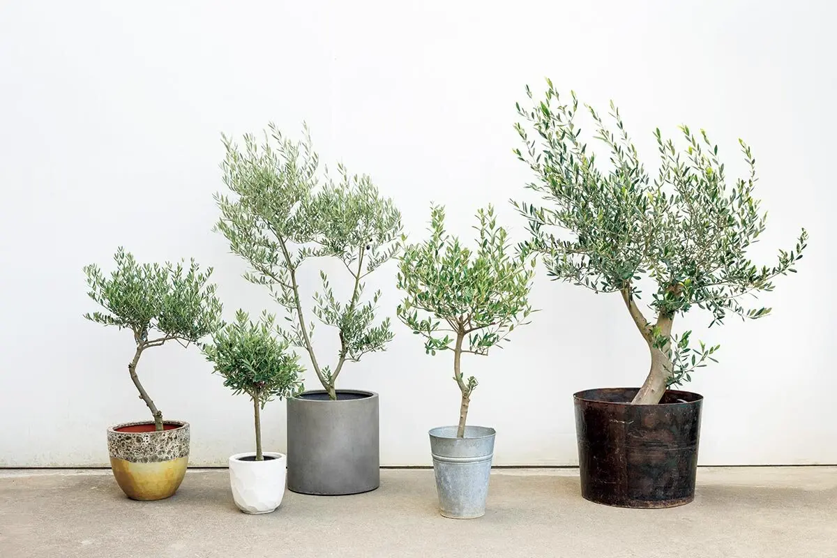 オリーブの鉢植え1本どちらでも 今年1月末に母が鉢植えのオリーブの木を買ってきて、寒くても大