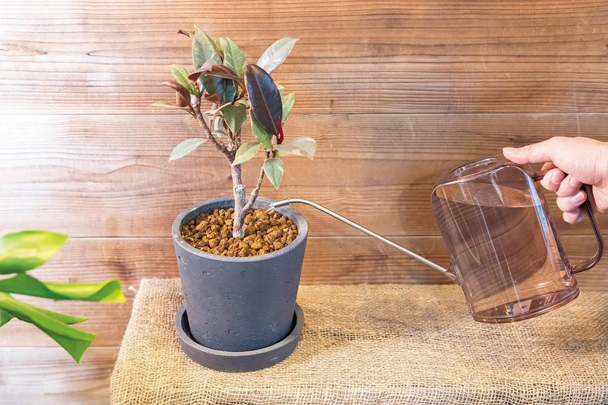 観葉植物の水やり】室内の植物は「水差し」が便利。成長期の春～秋は