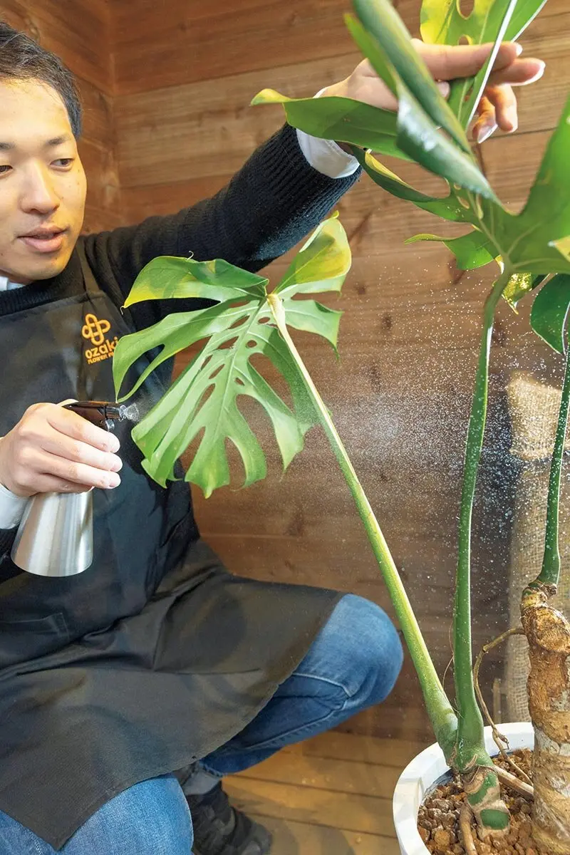 観葉植物の水やり】室内の植物は「水差し」が便利。成長期の春～秋は