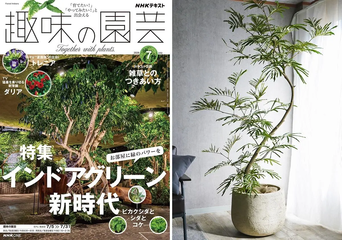 観葉植物には“産地の個性”がある？ 沖縄県産と関東地方産の違いと
