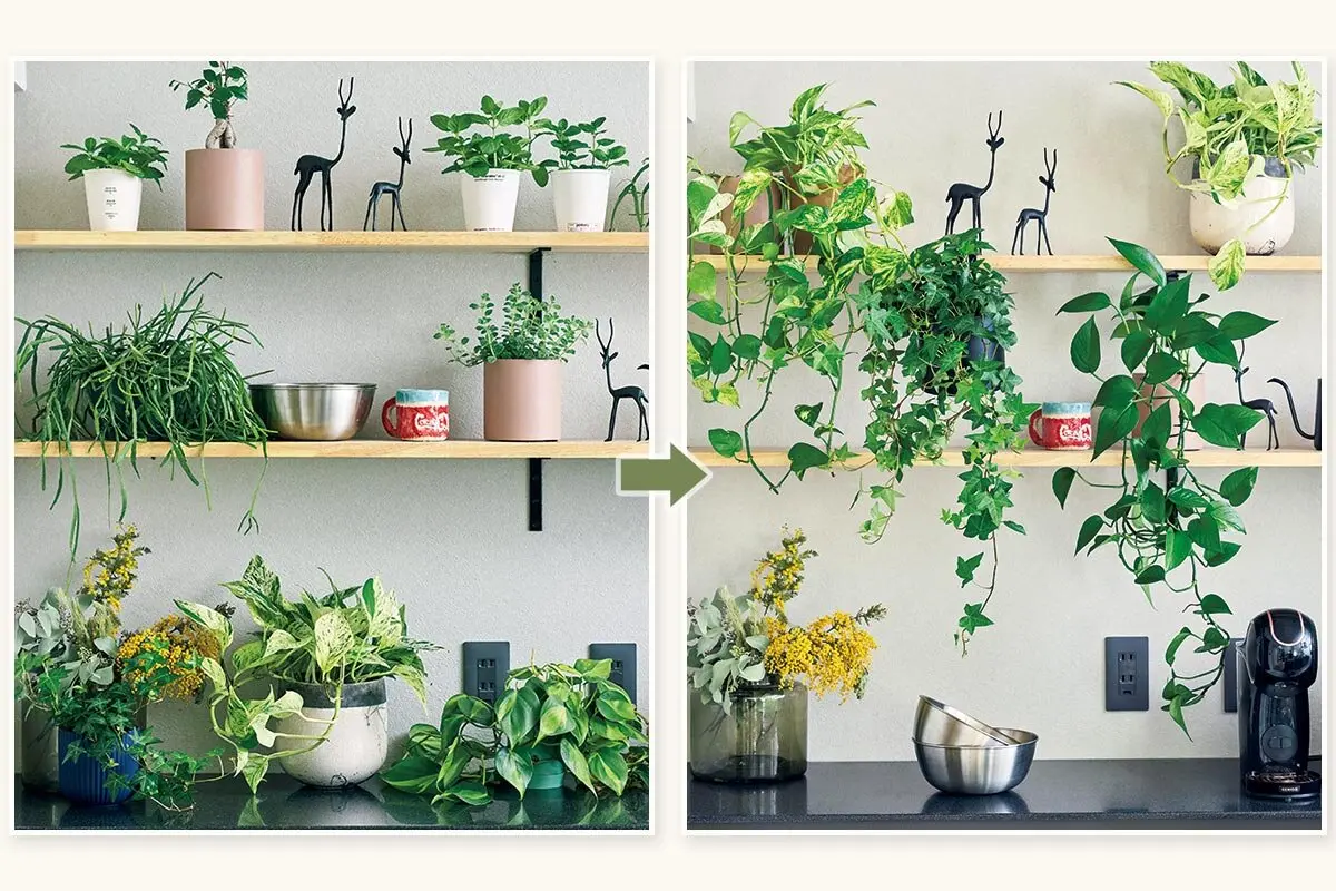 つる性植物は置き場所でこんなに変わる！ 上から垂らして緑の存在感を