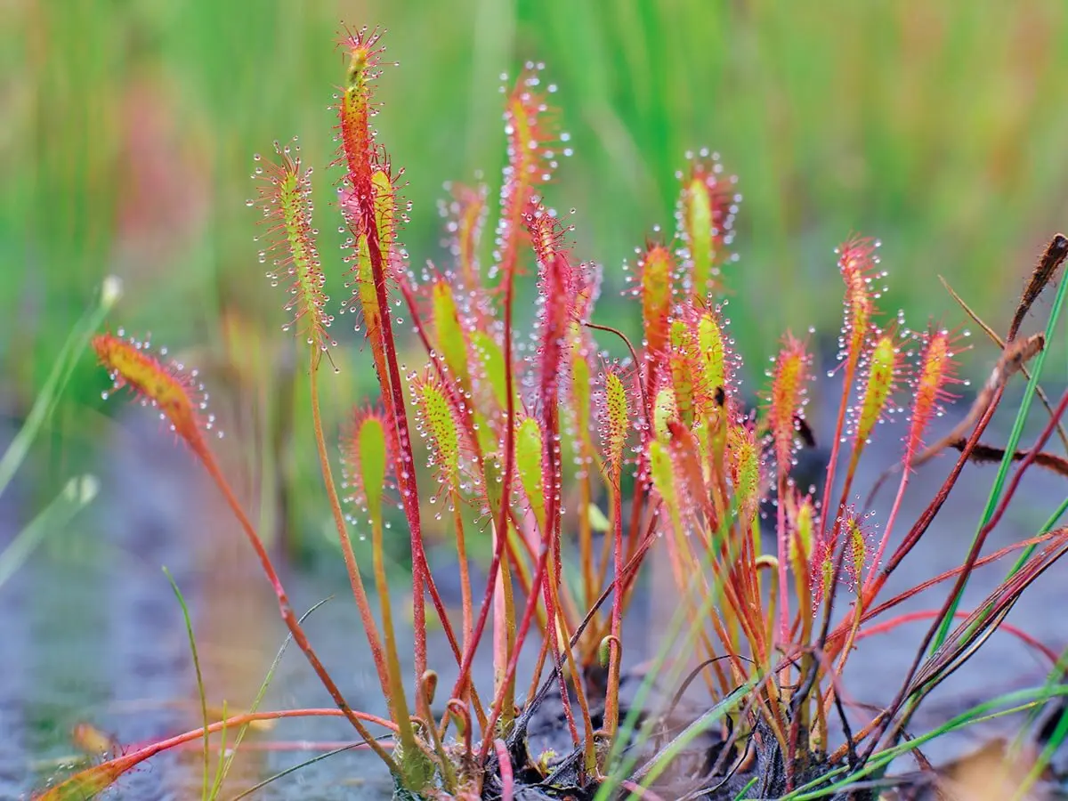 ナガバノモウセンゴケの聖地、尾瀬の湿原に息づく食虫植物の美【植物
