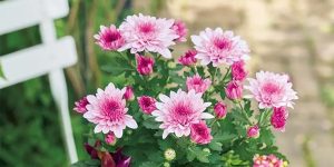 植松良枝さんと平野紗季子さんの「野菜ごはん修業中」。⾃分で育てた