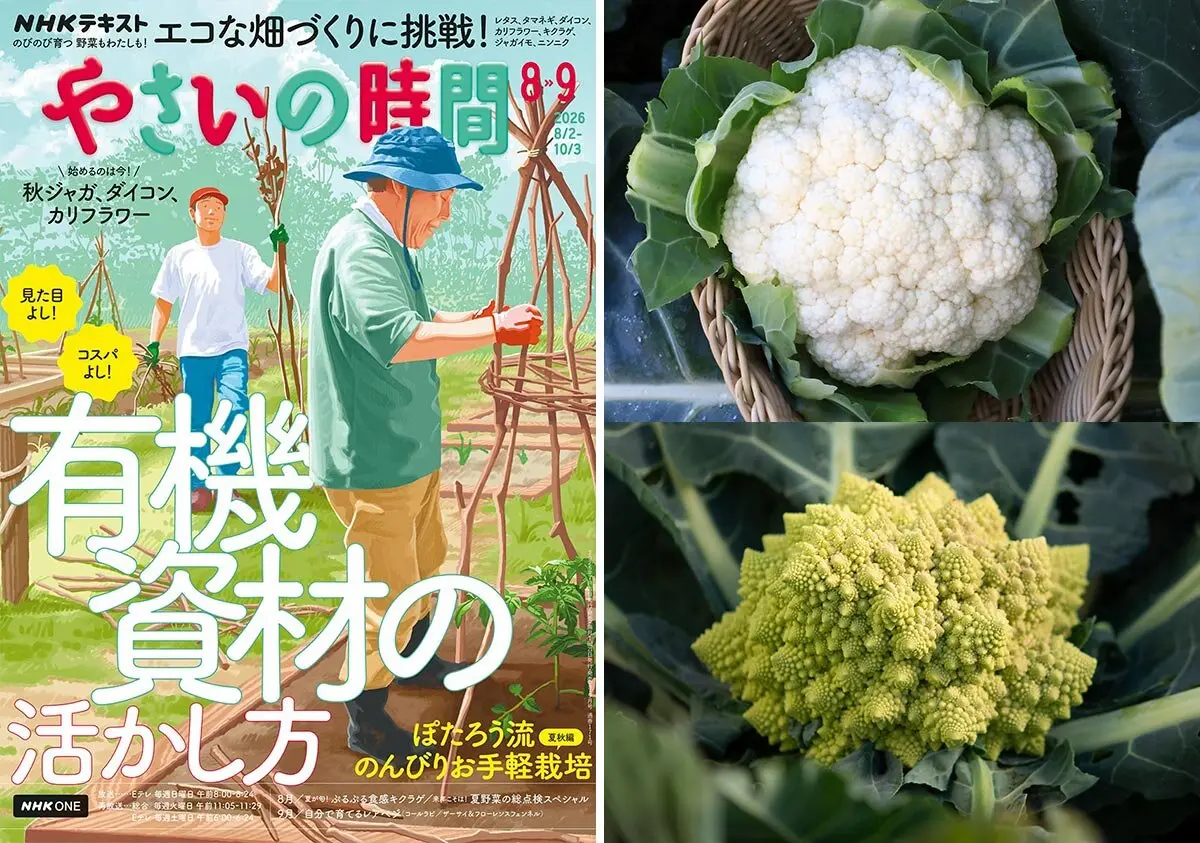 カリフラワー＆ロマネスコってどんな野菜？【やさいの時間2026年8・9月